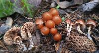 Psilocybe coprophila image