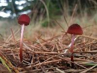 Marasmius plicatulus image