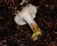 Gomphidius oregonensis image