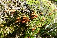 Xeromphalina campanella image