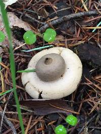 Geastrum saccatum image