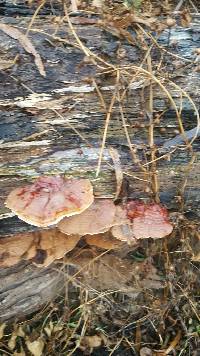 Trametes versicolor image