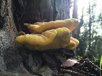 Laetiporus gilbertsonii image