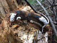 Ganoderma applanatum image