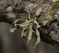 Ramalina leptocarpha image