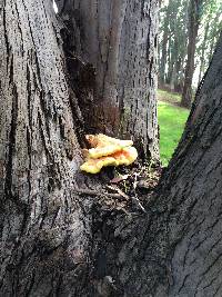 Laetiporus gilbertsonii image