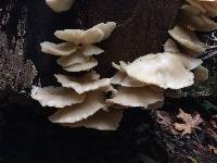 Pleurotus ostreatus image