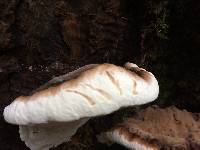 Ganoderma applanatum image