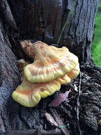 Laetiporus gilbertsonii image