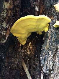 Laetiporus gilbertsonii image