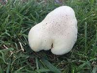 Agaricus arvensis image