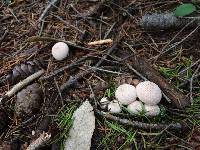 Lycoperdon perlatum image