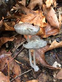 Coprinopsis lagopus image