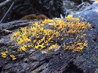 Calocera cornea image