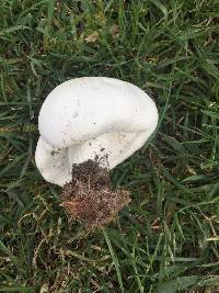 Agaricus arvensis image