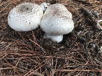 Agaricus xanthodermus image