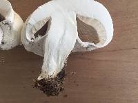 Agaricus arvensis image