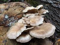 Pleurotus ostreatus image