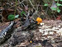 Tremella aurantia image