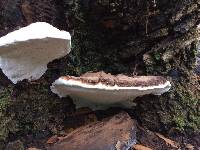 Ganoderma applanatum image