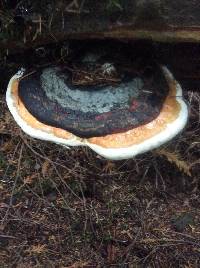 Fomitopsis pinicola image