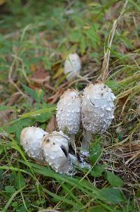 Coprinus comatus image