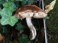 Leccinum scabrum image