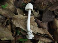 Amanita bisporigera image