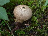 Lycoperdon perlatum image