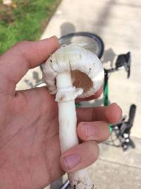 Agaricus californicus image