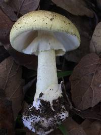 Amanita phalloides image