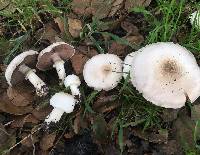 Agaricus californicus image