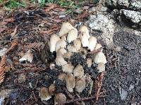 Coprinellus micaceus image