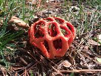 Clathrus ruber image