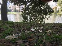 Amanita phalloides image