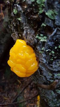 Dacrymyces chrysospermus image