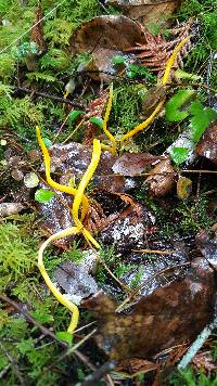 Clavulinopsis laeticolor image