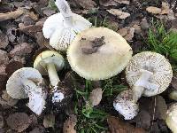 Amanita phalloides image