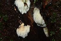 Hericium erinaceus image