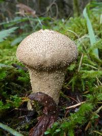 Lycoperdon perlatum image