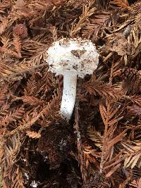 Chlorophyllum brunneum image