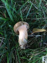 Paxillus cuprinus image