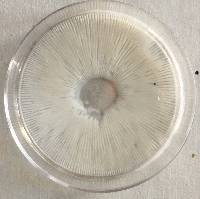 Amanita phalloides image