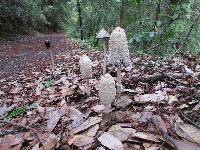 Coprinus comatus image