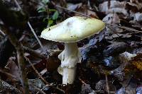 Amanita phalloides image