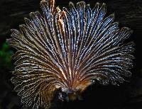 Schizophyllum commune image