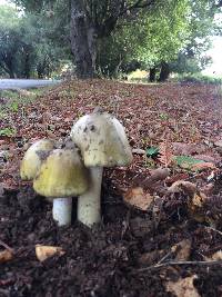 Amanita phalloides image