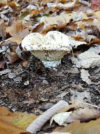 Russula brevipes image