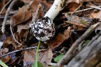 Amanita phalloides image