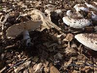 Chlorophyllum brunneum image